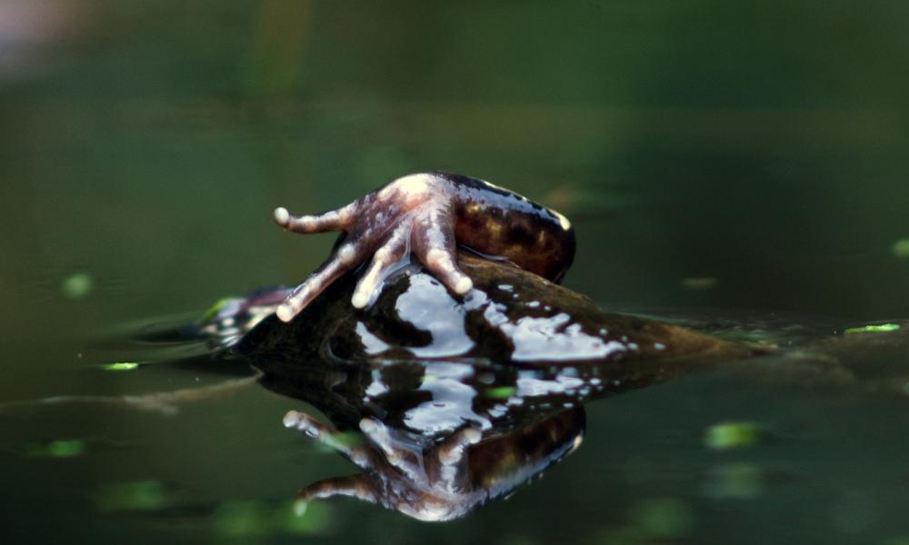 A frogs leg and head emerging from water Thumbnail