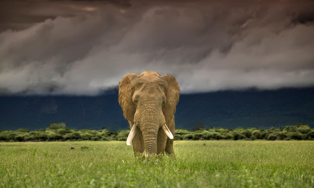 Elephant walking towards camera Thumbnail