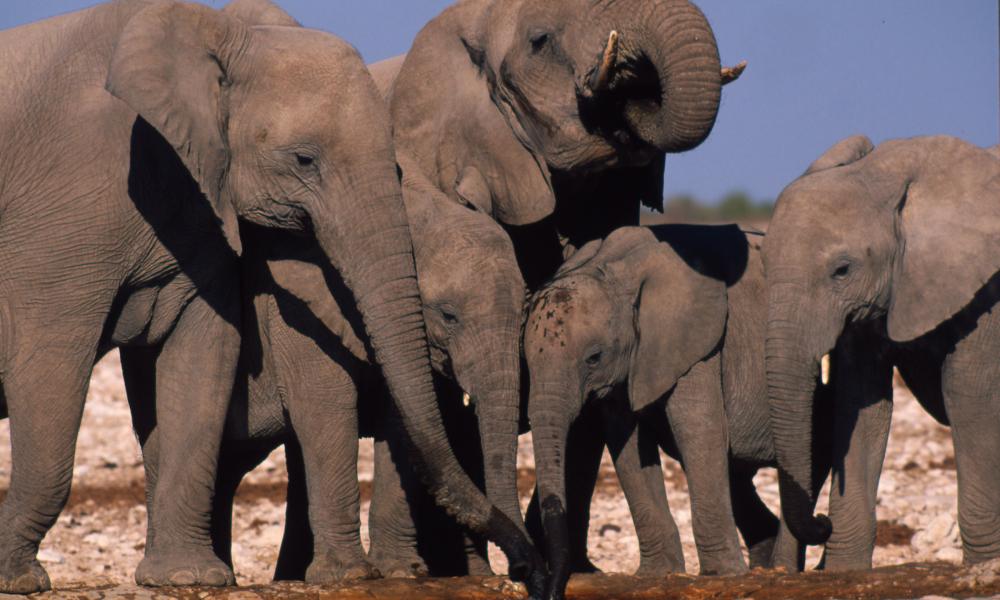 Elephant family Thumbnail