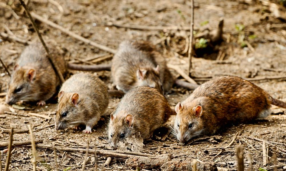 Rats on Rutland Water Thumbnail