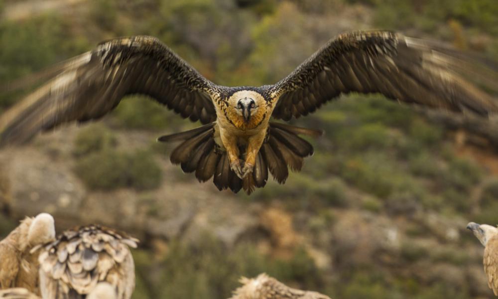 Bearded vulture landing, Catalan Pyrenees Thumbnail