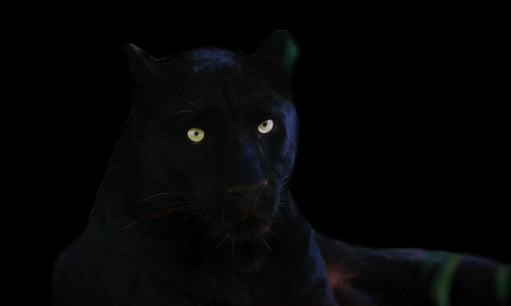 Black panther Thumbnail