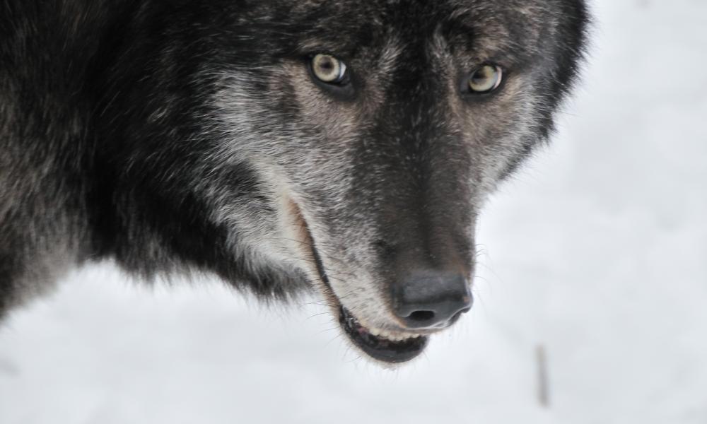 Wolf Thumbnail
