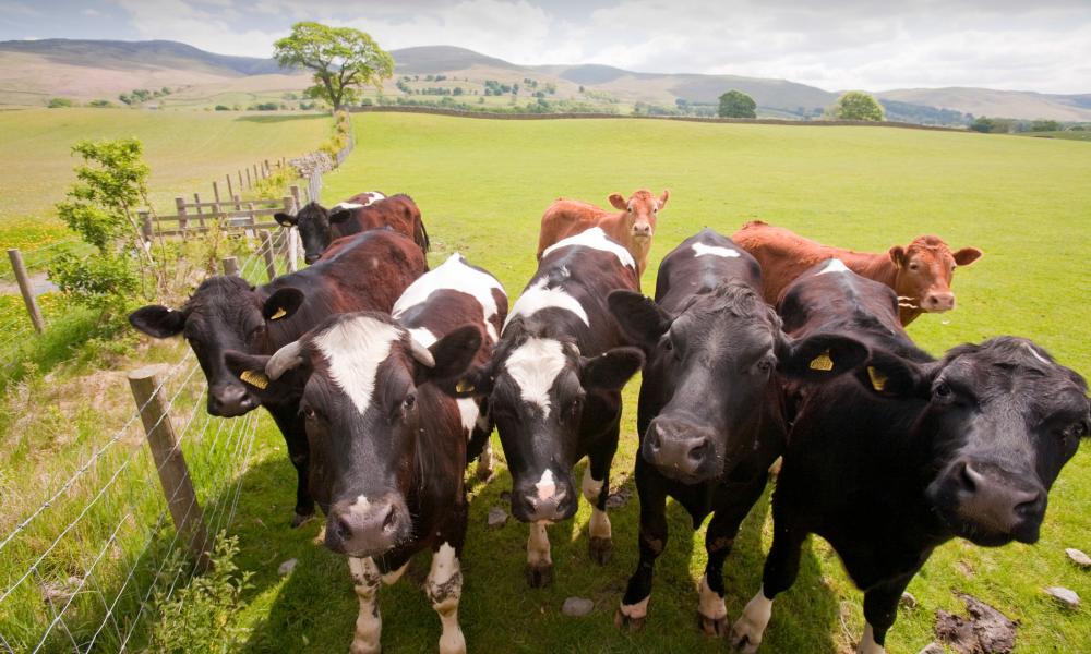 A herd of cows on a farm in the Lune Valley, Cumbria, UK