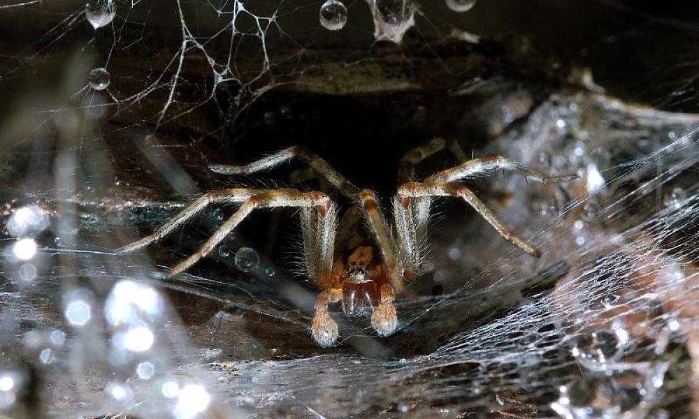 Funnel web spider Thumbnail