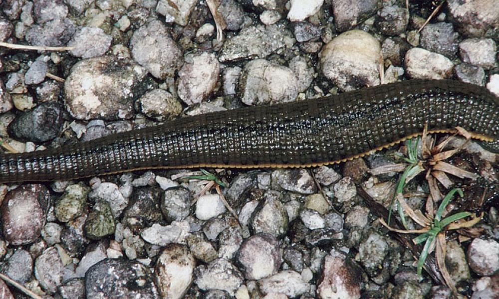 Giant aquatic leech, Sumatra Thumbnail