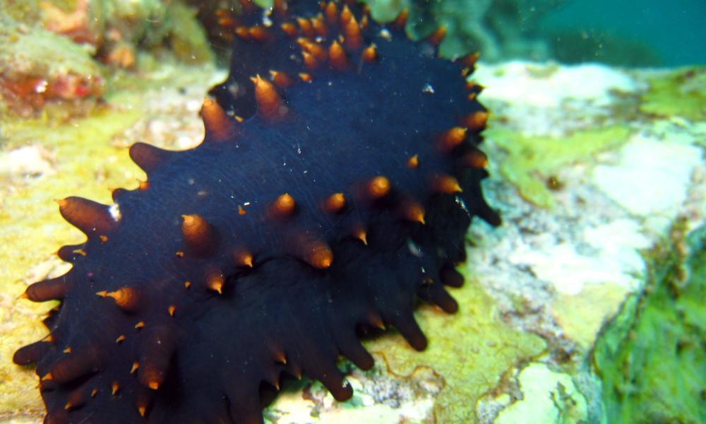 Sea cucumber Thumbnail