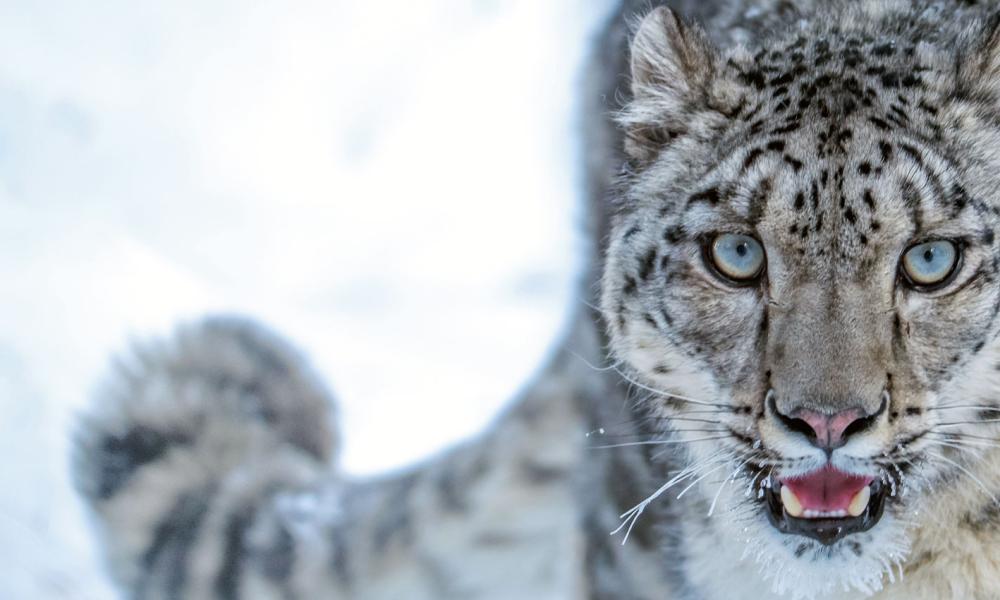 Snow leopard