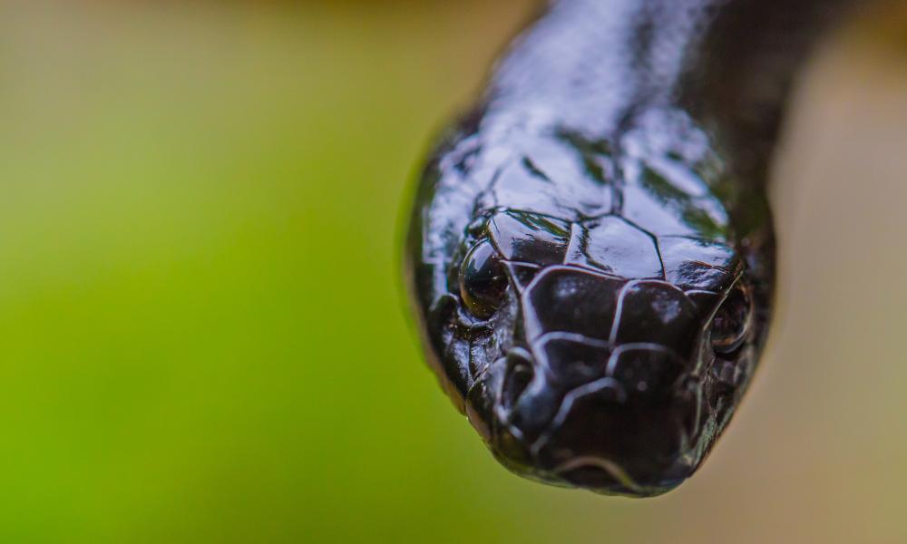 Taipan snake Thumbnail
