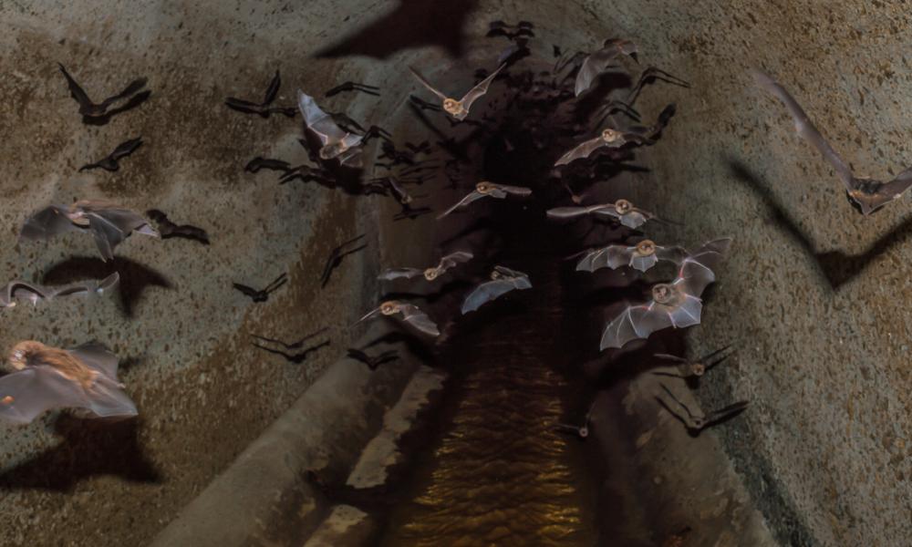 Vampire bats in a tunnel Thumbnail