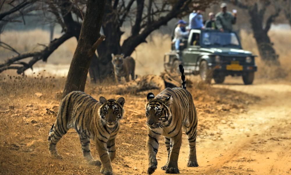 Realising the Tiger's Share © ADITYA ''DICKY'' SINGH