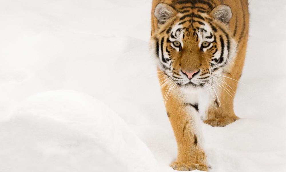 Siberian tiger