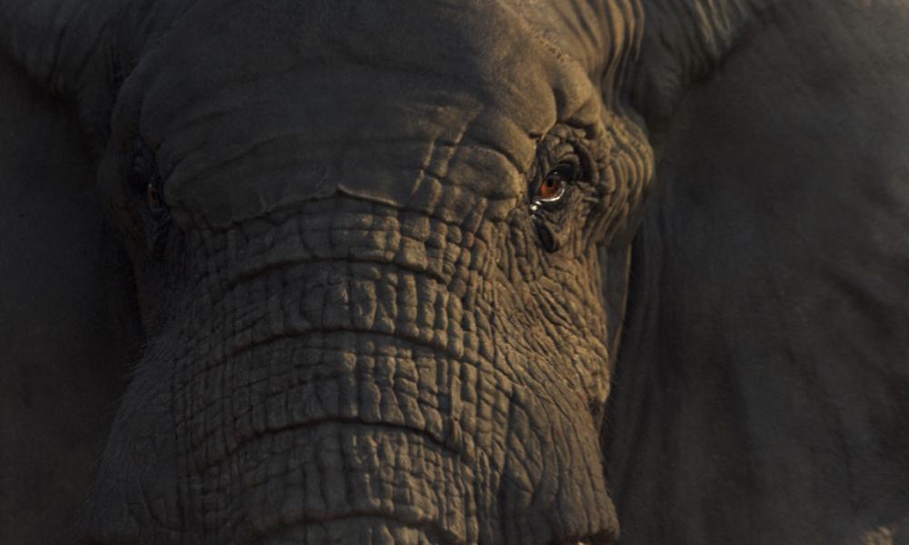 Elephant advert final