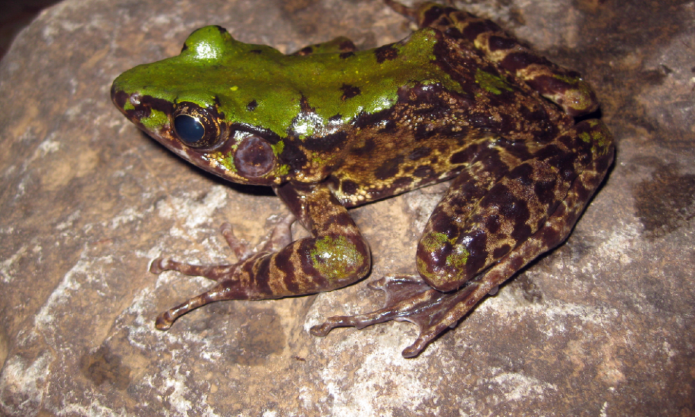 A vibrantly coloured frog (Odorrana Mutschmanni) © Truong Nguyen Thumbnail