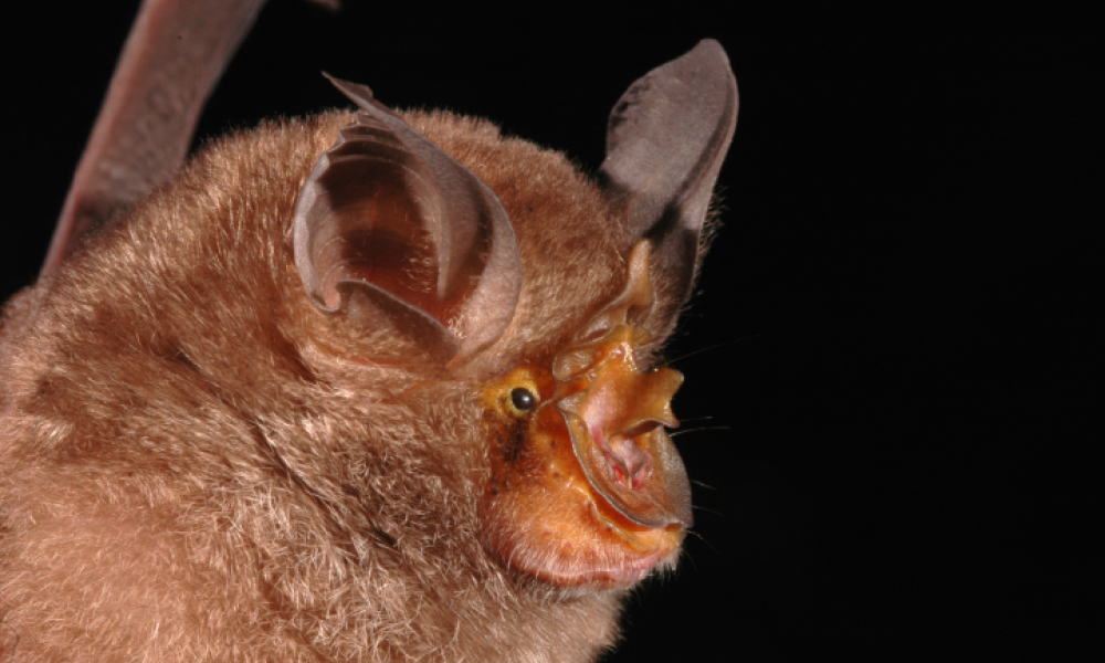 Mountain horseshoe bat, Rhinolophus monticolus © Pipat Soisook Thumbnail