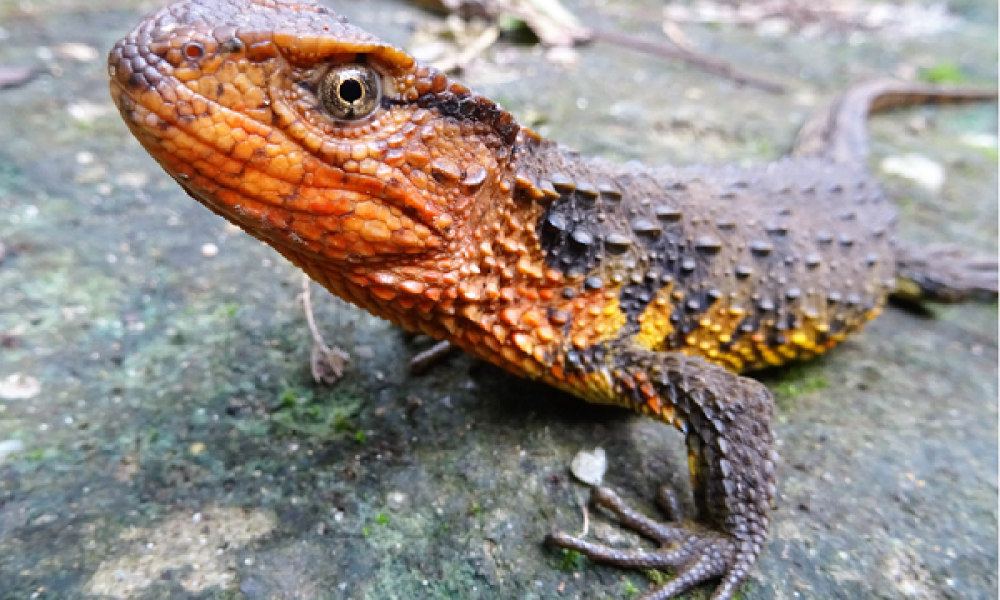Shinisaurus crocodilurus vietnamensis © Thomas Ziegler Thumbnail