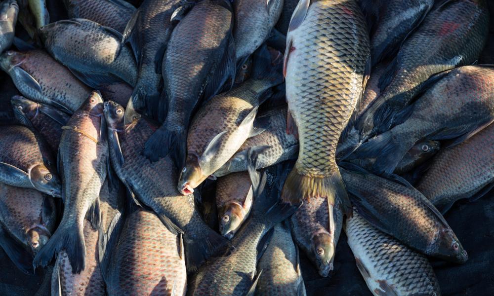 Morning fish market on the banks of the Mekong river.