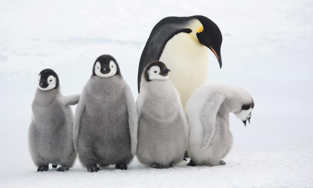 Emperor penguin adult and chicks Thumbnail