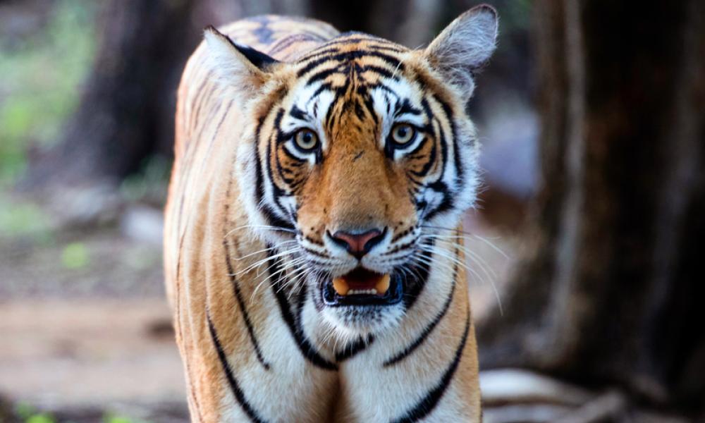 Bengal tiger, India