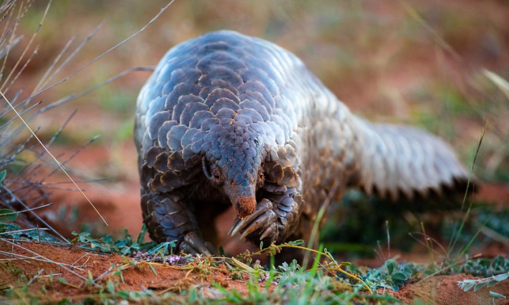 Ground pangolin