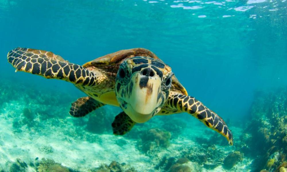 Hawksbill turtle Thumbnail