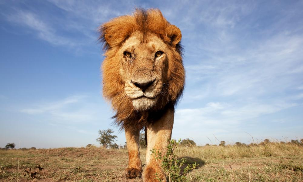Male lion facing camera, Maasai-Mara, Kenya