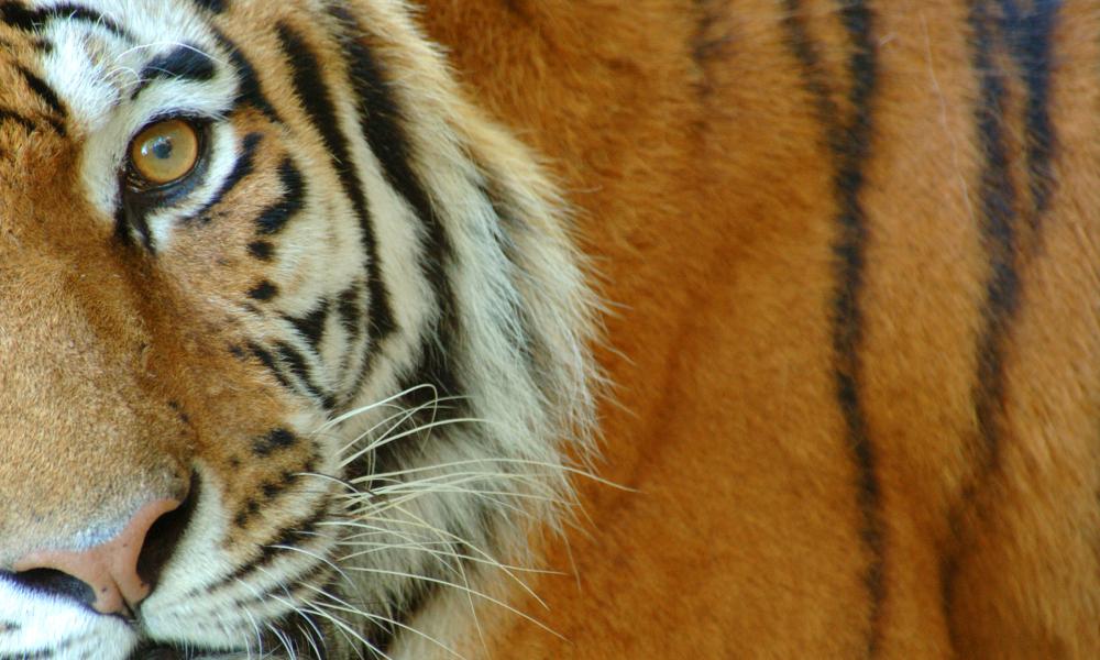 Siberian tiger close up Thumbnail