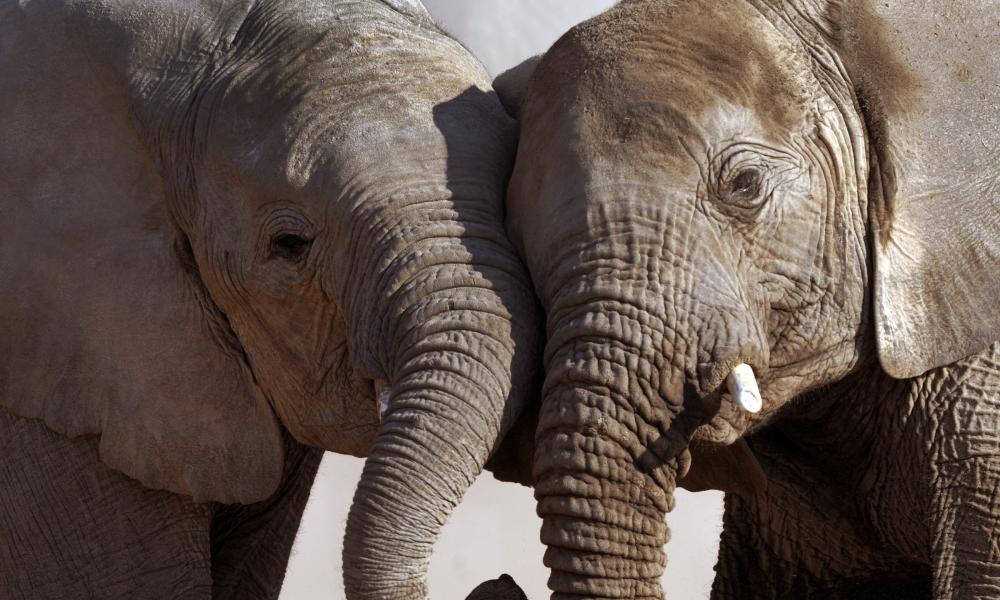 Two elephants standing close together Thumbnail