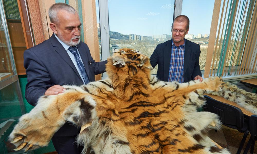 Customs official looking at an illegal tiger skin. Thumbnail