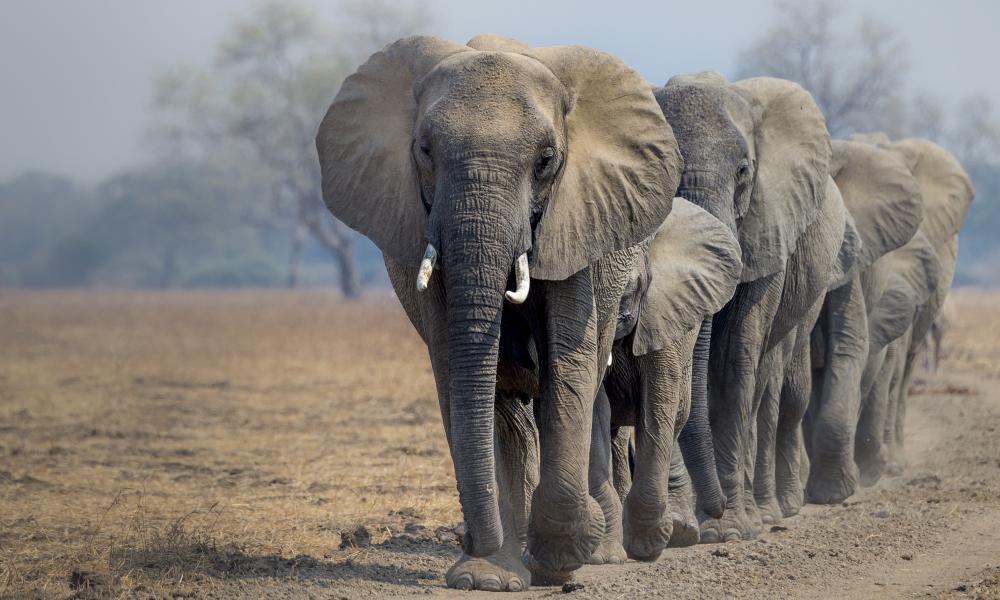 African elephants © Richard Barrett / WWF-UK
