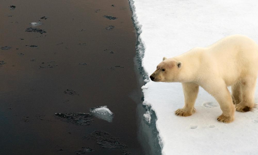 Polar bear on edge of an ice floe Thumbnail