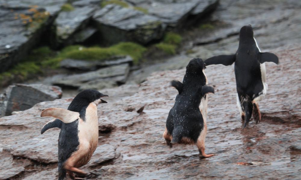 Adelie penguin chicks chase an adult for food Thumbnail
