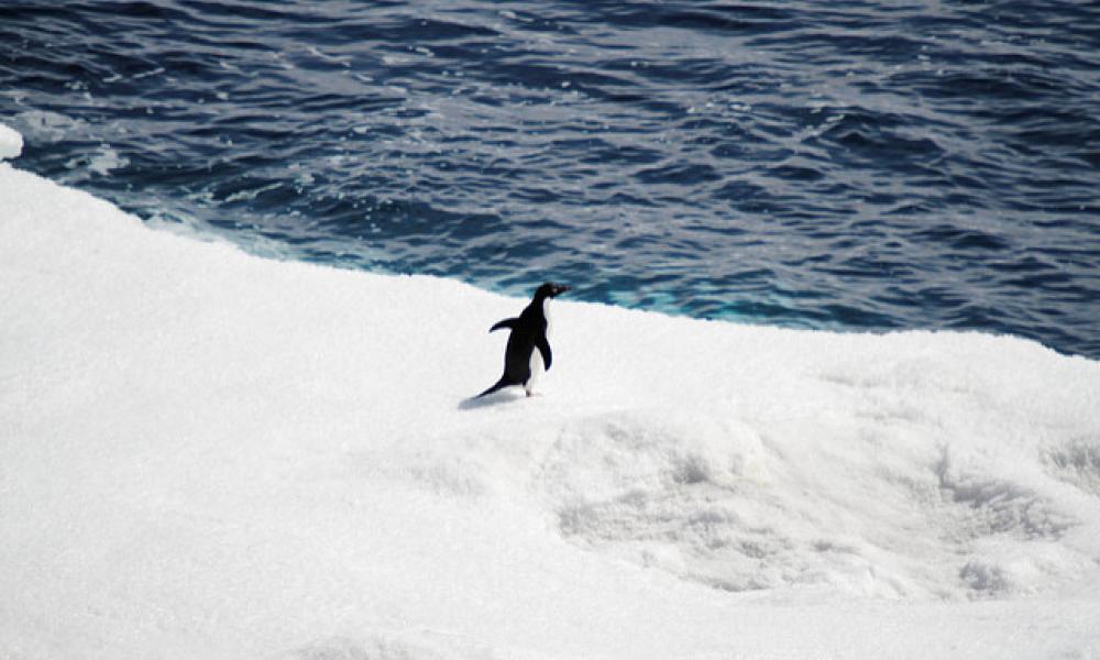 Adelie penguin standing on the edge of sea ice Thumbnail