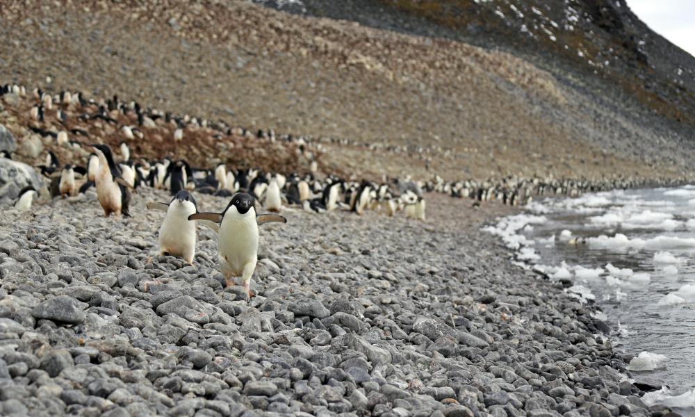 Adelie penguins on a rocky beach, Antarctic. Thumbnail