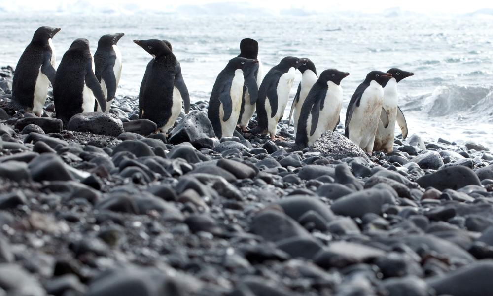 Adelie penguins standing on rocky coast, Antarctica. Thumbnail