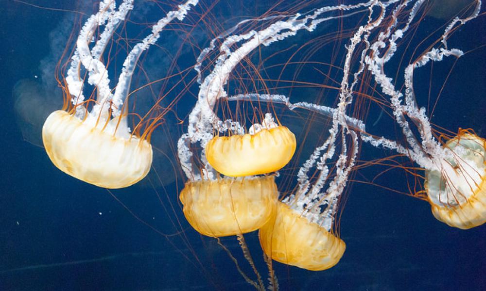 Jellyfish Thumbnail