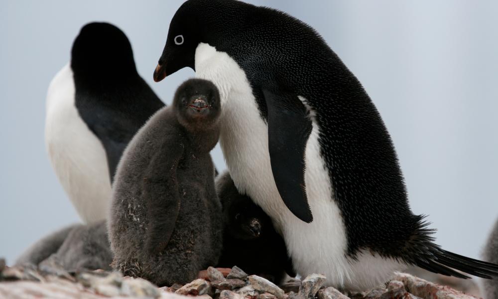 Adult Adelie penguins with chicks, Antarctica Thumbnail