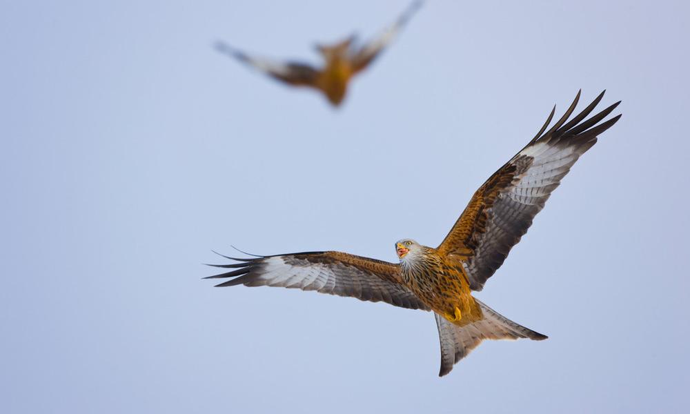 Red kite (Milvus milvus) in flight, Gigrin Farm, Powys, Rhayader, Wales, UK Thumbnail