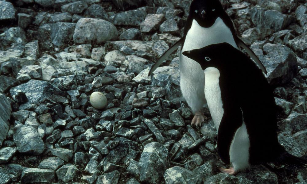 Adelie penguin pair with their egg in the nest Thumbnail