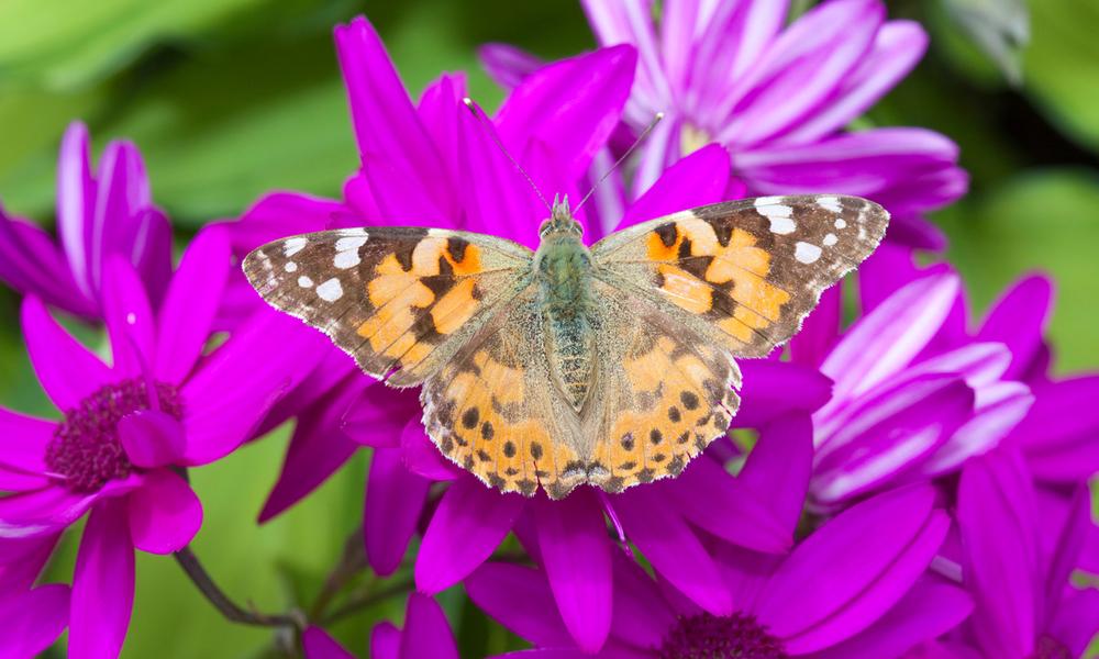 A Painted Lady butterfly feeding on garden flowers, UK.