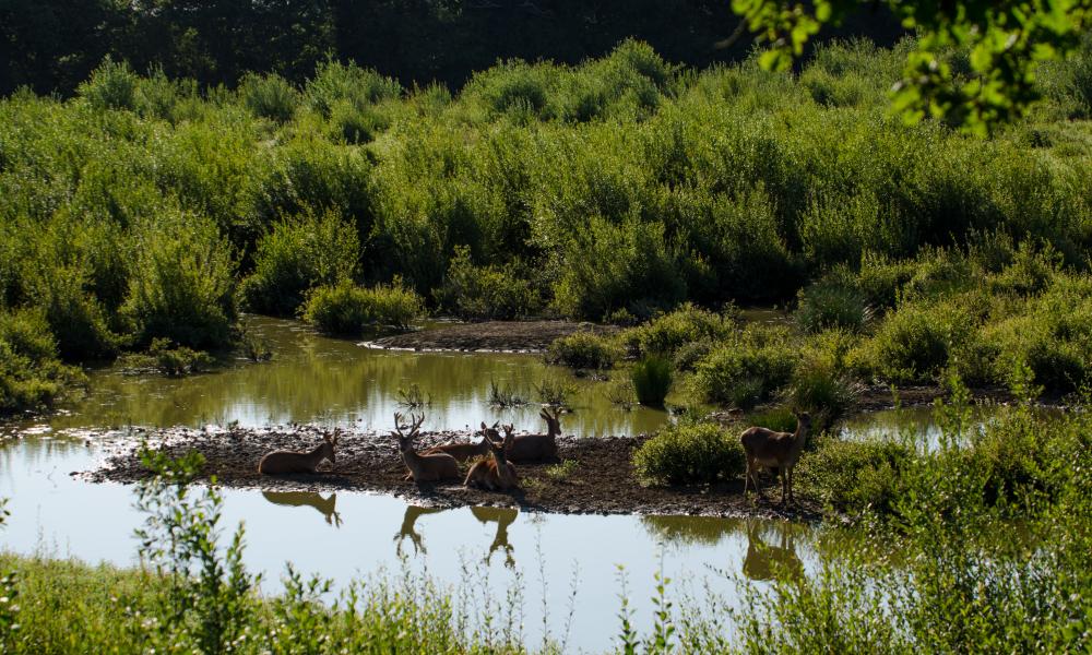 Knepp Estate deers Thumbnail