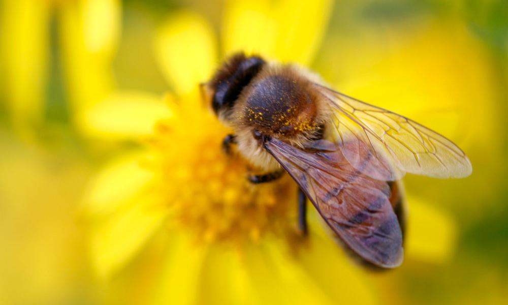 Bumblebee Thumbnail