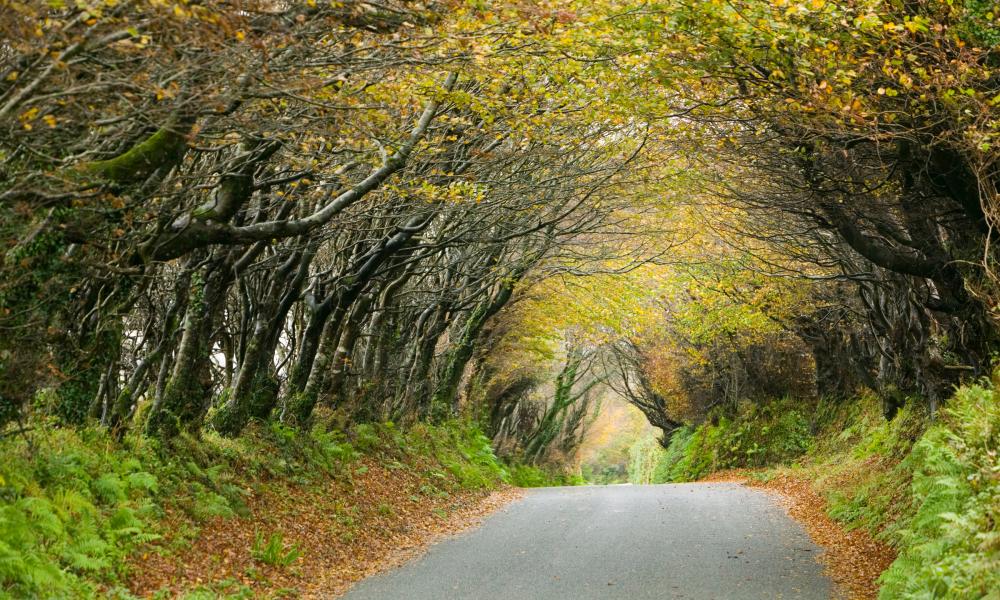 A country lane overgrown with Beech trees near Camelford, Cornwall, UK. Thumbnail
