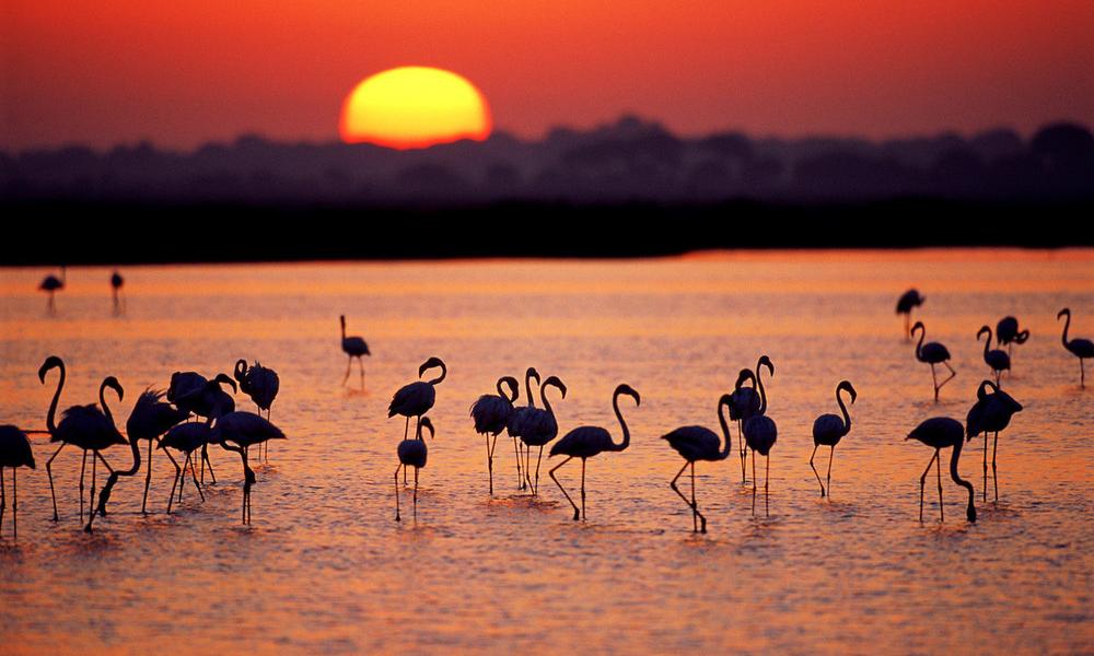Flamingos in sunset