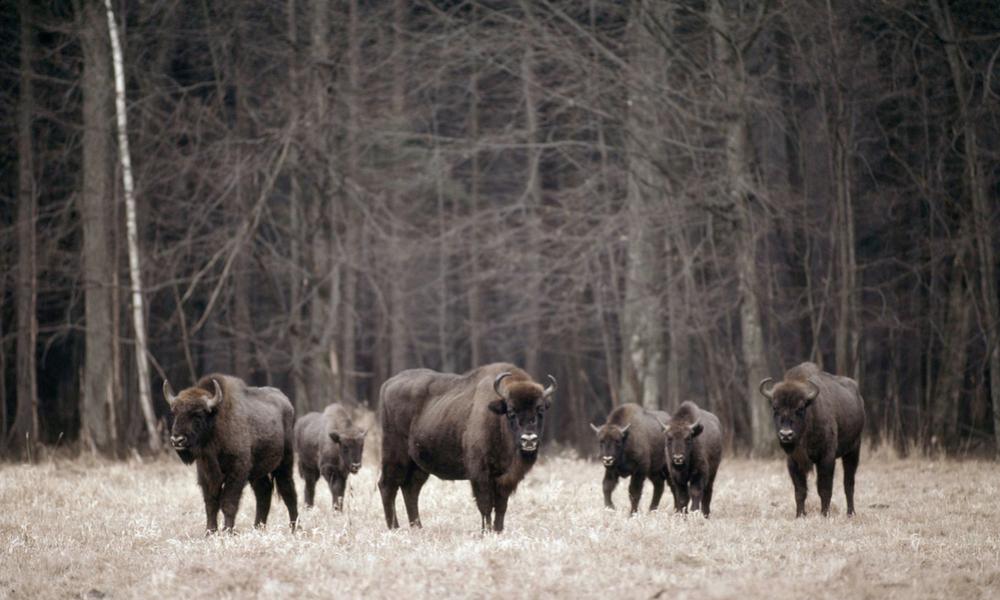 Bison herd, Bialowieski National Park, Poland - © Klein & Hubert / WWF