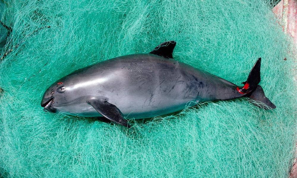 Vaquita caught in gill net - © Flip Nicklin / Minden Pictures / WWF Thumbnail