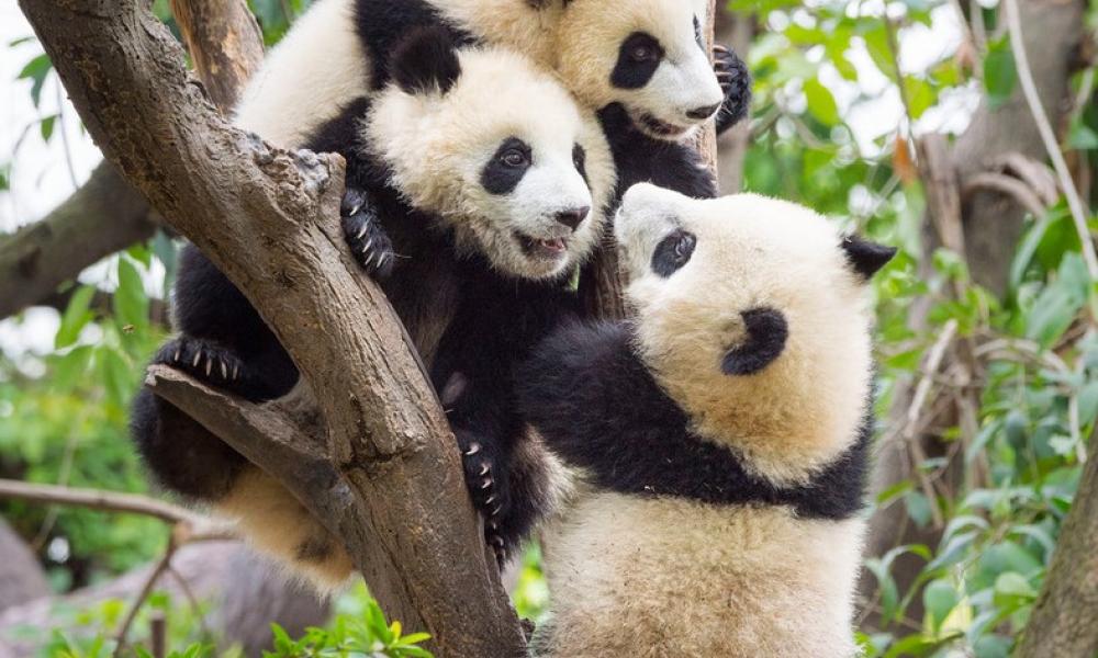 Giant panda cubs in tree Thumbnail