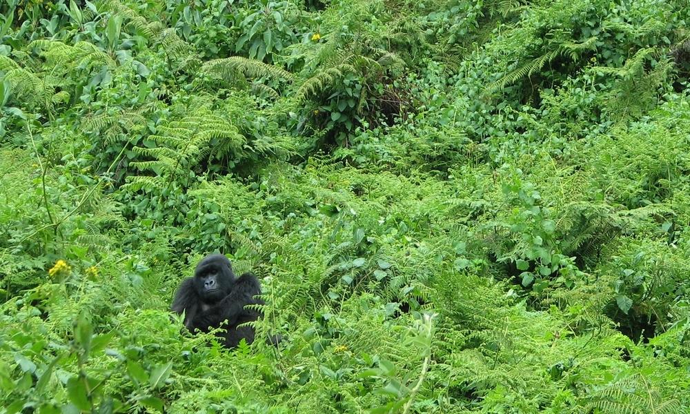 Gorilla in mountains Thumbnail