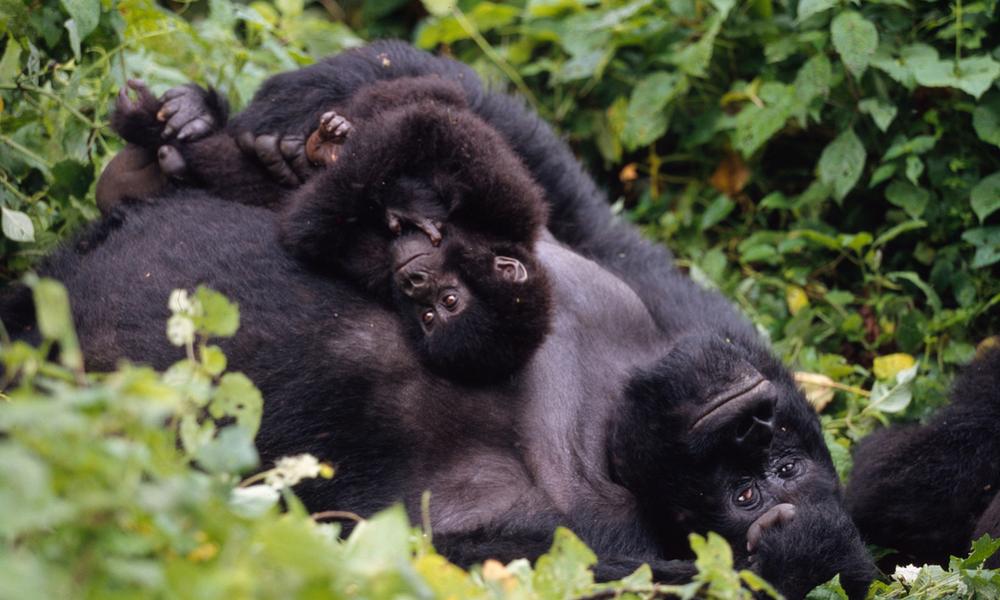 Gorilla family Thumbnail