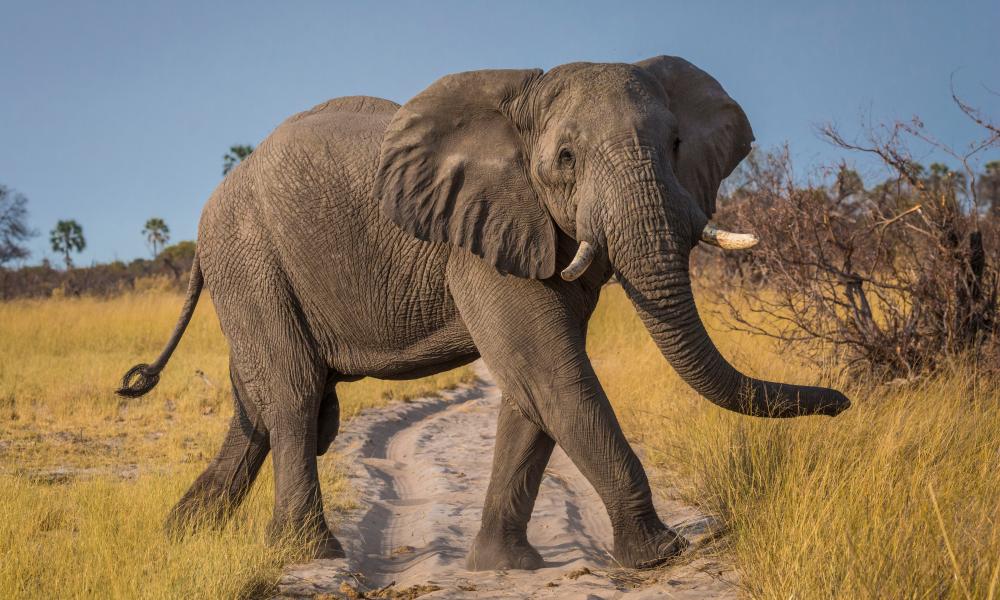 African elephant © Jessica Boklan Thumbnail